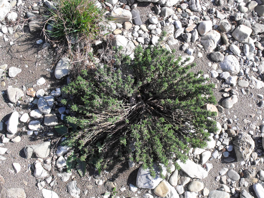 Santolina etrusca / Crespolina etrusca